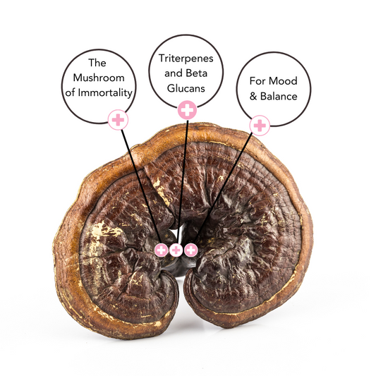 Reishi Extract