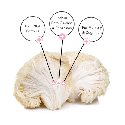 Lions Mane Extract Product Featuring a fresh lions Mane fruiting body and references to the medicinal compounds erinacines and beta glucans which specifically support nerve growth factor