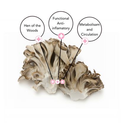 Maitake Extract